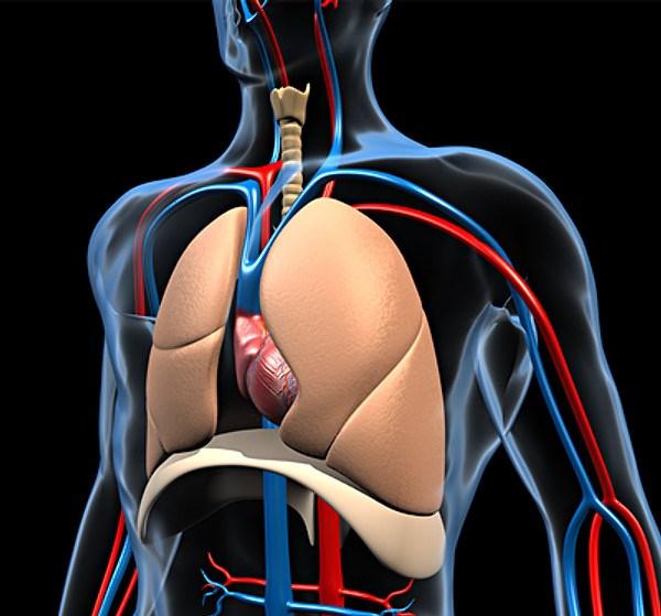 Anatomie