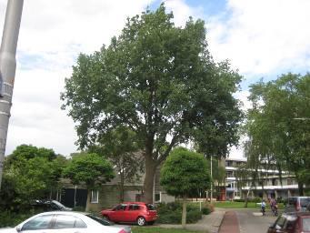 Kamille 2 Eik, zomer Quercus robur Criteria: