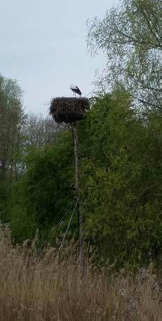 Het was een leerzame wandeling met natuurlijk dank aan alle ouders die mee waren om te rijden en een groepje te begeleiden!