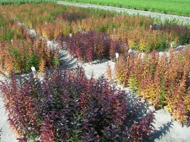 Gewas In de twee plantbedden met een normale, goede gewasgroei zijn in 200 geen verschillen waargenomen in de stand van het gewas en de snelheid van afsterven.