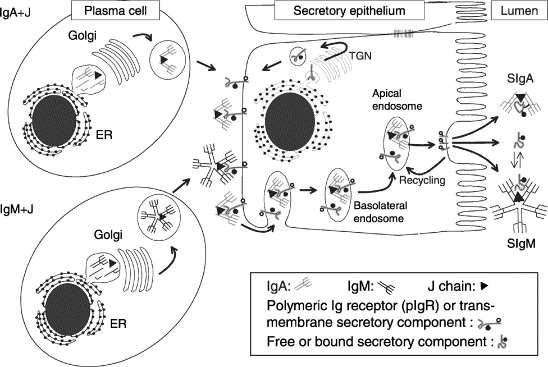 verwerkt in het IgA complex (Brandtzaeg, 2010). Zo ontstaat siga wat in het mucosale lumen wordt vrijgesteld.
