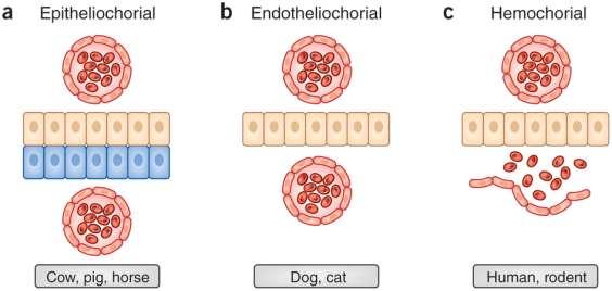 bloedcellen, (2) endotheelcellen van de maternale bloedvaten en (3) baarmoeder epitheel (PrabhuDas et al., 2015).