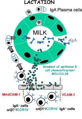 IgA+ B cellen migreren via het bloed van de darmen naar de melkklier (Goldman, 2007). Maar voordat de antistoffen in de melk terechtkomen moeten de B cellen nog door een aantal barrières.