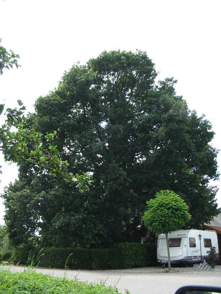 Nr: 040 Quercus robur/ inlandse eik Leeftijd:.50 Locatie/ eigenaar:.