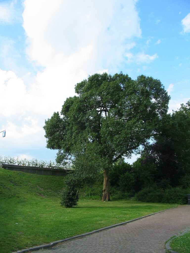 Nr: 51 Fraxinus excelsior Doversifolia / enkelbladige es Leeftijd:.50 Locatie/ eigenaar:.