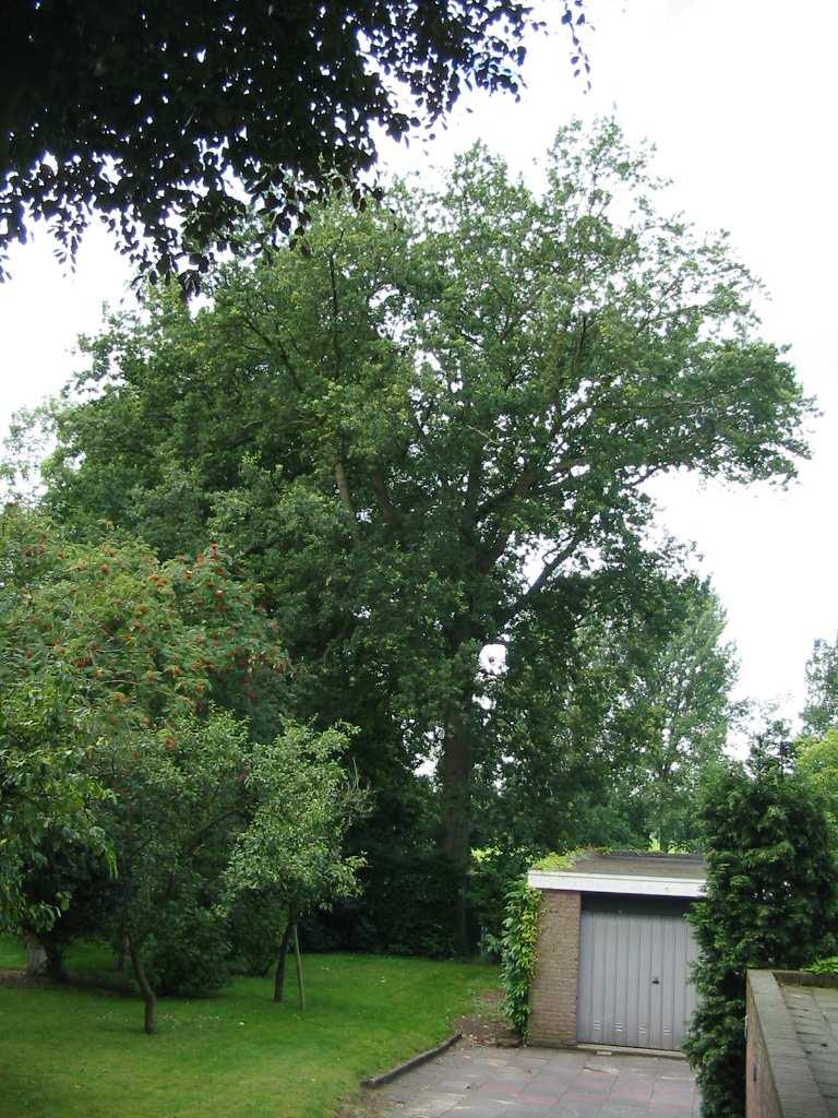 Nr: 017 Quercus robur/ inlandse eik 2 x Leeftijd:.