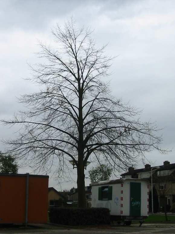 Nr: 161 Tilia europaea Pallida / Koningslinde Leeftijd:.plantjaar 1988 Locatie/ eigenaar:.plein 983 Arkel / gemeente Giessenlanden Standplaats:.