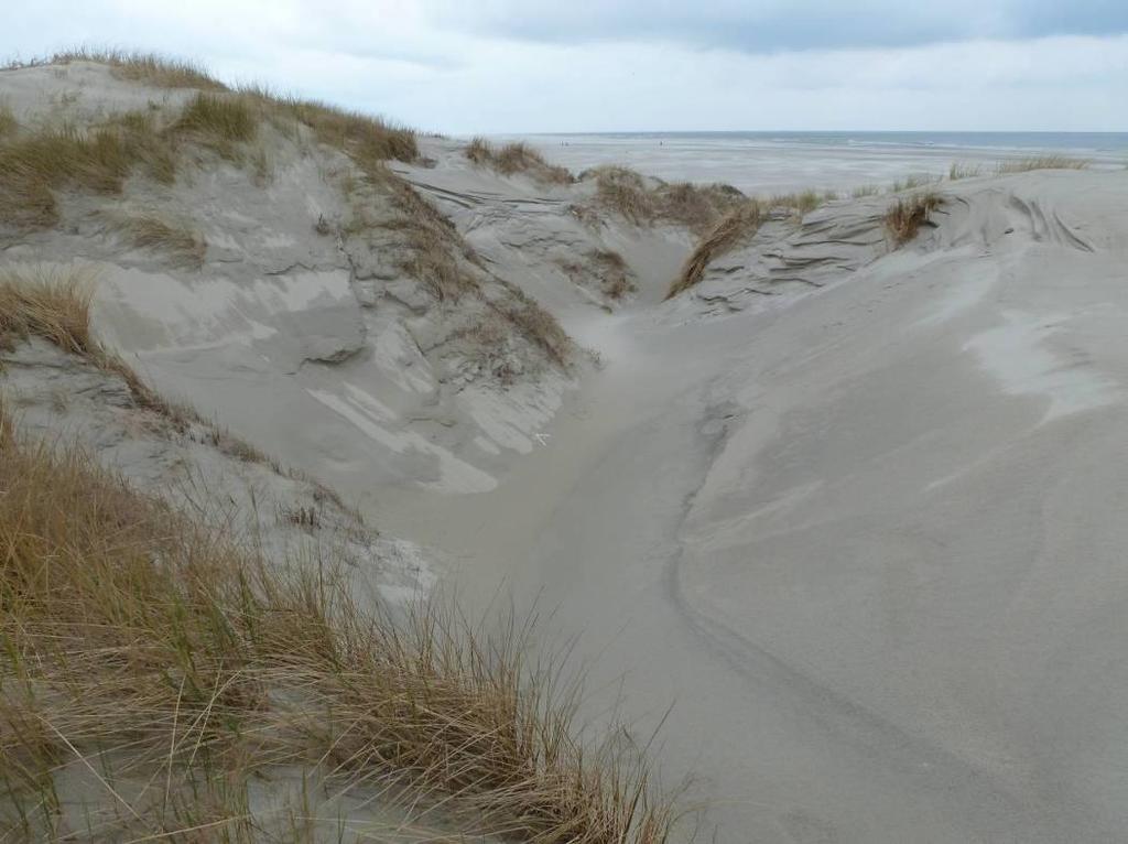 42 met zich mee en blaast dit over het eiland. Het zand van de embryonale duinen en witte duinen wordt uitgestoven en weer tot nieuwe (parabool) duinen opgeworpen.
