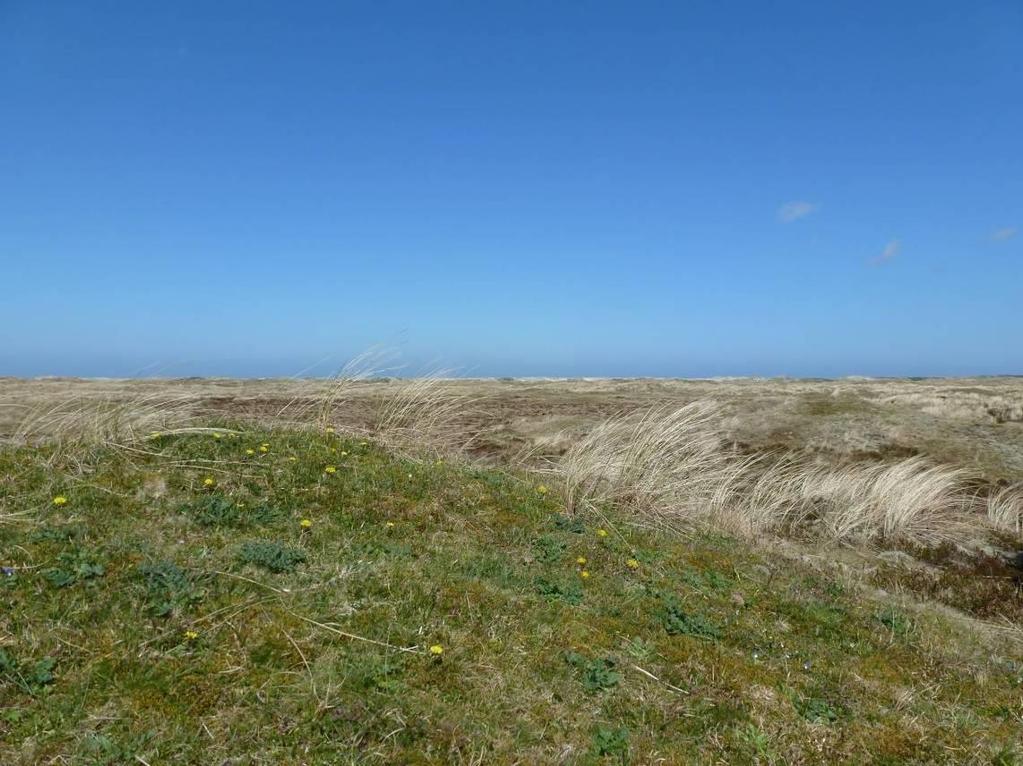 49 Grijze duinen in het secundair verstoven duincomplex van Vlieland. In dit soort gebieden is het voortbestaan van open duin van oudsher verbonden met een breed scala van menselijke activiteiten.