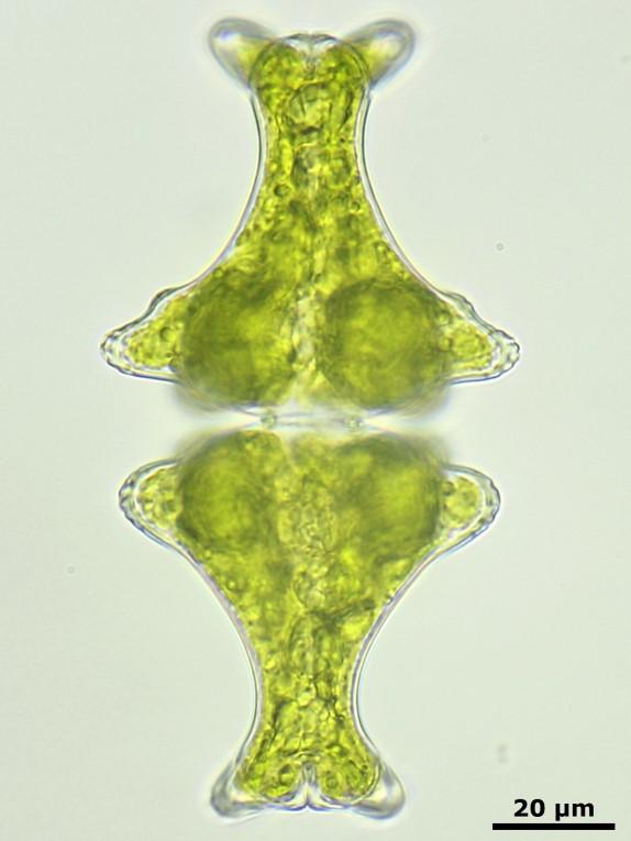 Algemene introductie Sieralgen behoren tot de eencellige groenwieren en hebben afmetingen van kleiner dan 10 μm tot ongeveer 1 mm.