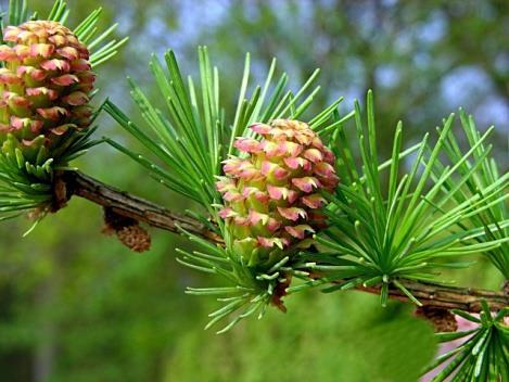 Larix decidua