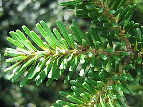 Bladvormen Schubben Groep 1 Groep 2 Naalden Chamaecyparis Cupressocyparis