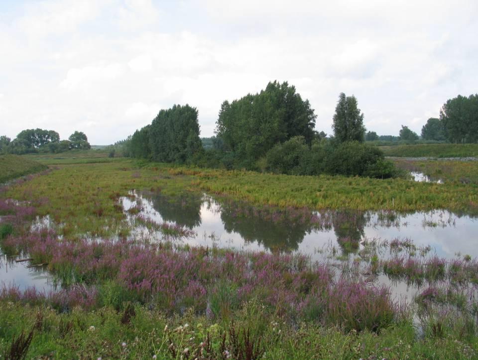 Zoöbenthos Max densiteit in zachte