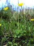 dysenterica Iris.pseudacorus Alisma.plantago.aquatica Trifolium.repens Lycopus.