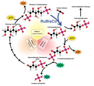 In bovenstaande figuur staat uitgelegd wat er gebeurt in de Calvincyclus. Rubisco bindt Ribulose 1,5- bifosfaat en koolstofdioxide en koppelt beide moleculen aan elkaar.