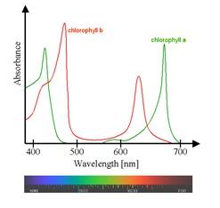 Planten absorberen zoals je ziet weinig licht tussen de 500 en 600nm. Welke kleur licht hoort hierbij? Hier hoort licht bij.