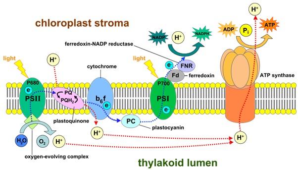 In bovenstaande figuur zie je het membraan van een thylakoid. Dit is een structuur die zich in het chloroplast bevindt en met een membraan is omgeven.