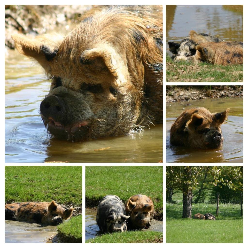 De varkens zijn niet de enigen die van het water genieten.