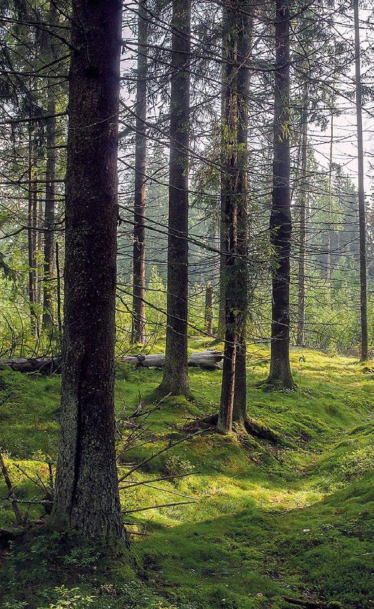 DUURZAME BOSBOUW Het hout voor HAUT wordt gewonnen in duurzame productiebossen in Midden-Europa, in een straal van 150 kilometer rond de fabrieken van de firma Binderholz in Oostenrijk en Duitsland.