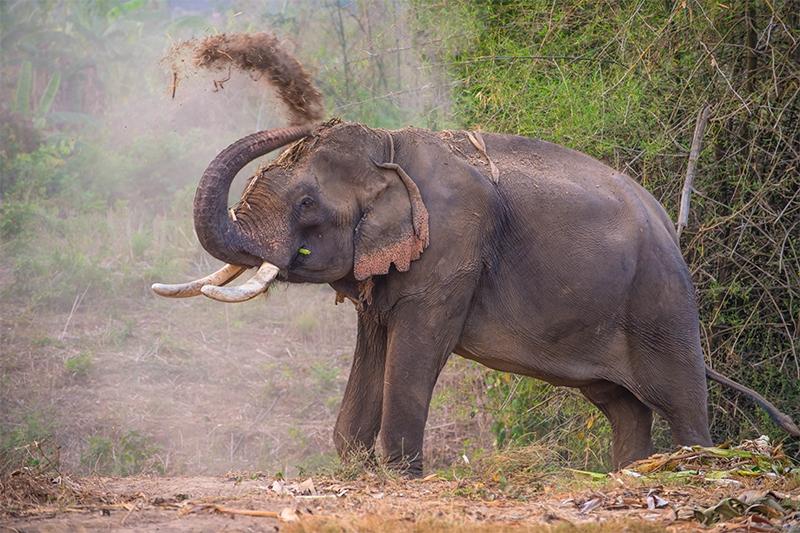 Dag 17: Sen Monorom ± Elephant Valley Project - Skuon Spinnendorp ± Phnom Penh 's Ochtends breng je een bezoek aan het 'Elephant Valley Project'.