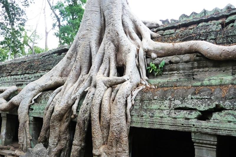 De tempels zijn in de loop van honderden jaren opgebouwd door diverse heersers van het Khmerrijk.