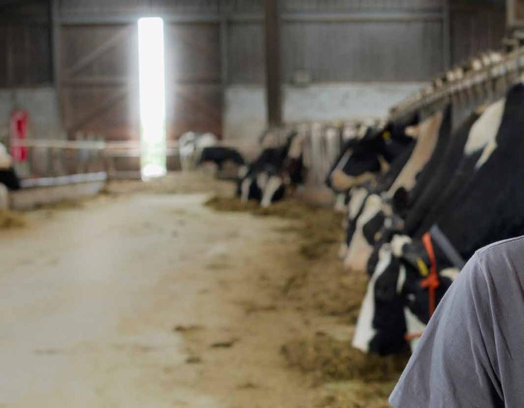 Bart-Jan van Loon, melkveehouder in Rijen Van curatief naar preventief werken, daar haal je de winst Bart-Jan van Loon heeft samen met zijn vrouw Anja een melkveebedrijf in het Brabantse Rijen.