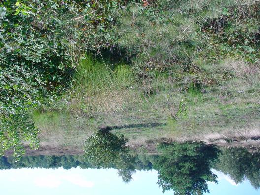 Fig. 11. Edesche Heide. Dit deel van de heide is al enige tijd niet geplagd en wordt alleen door wilde grazers begraasd. Het is duidelijk dat er hier successie naar bos plaats vindt. 4.