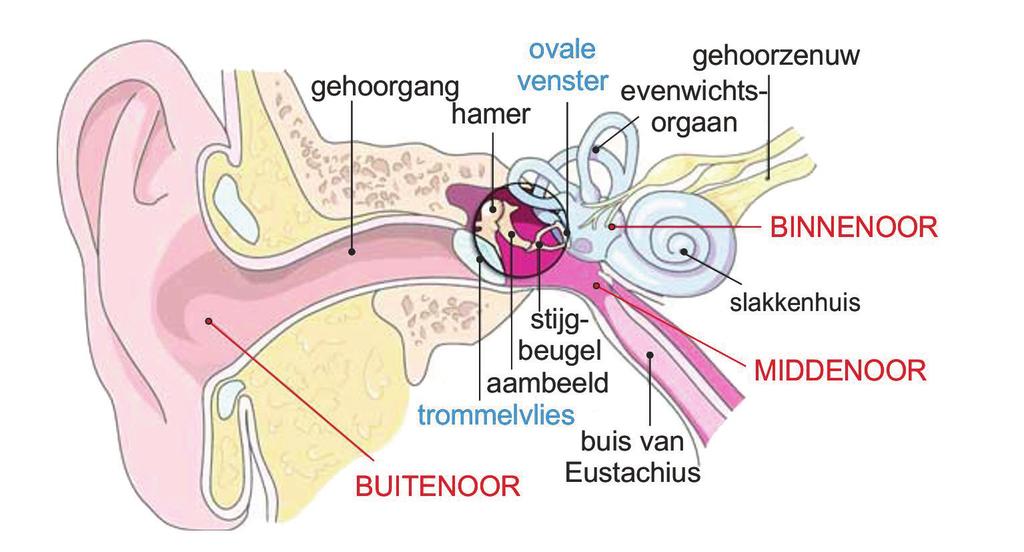 Het binnenoor zet trillingen in het slakkenhuis om in zenuwpulsen die naar de hersenen worden gestuurd. Het buitenoor is op te vatten als een buis die aan één kant gesloten is door het trommelvlies.