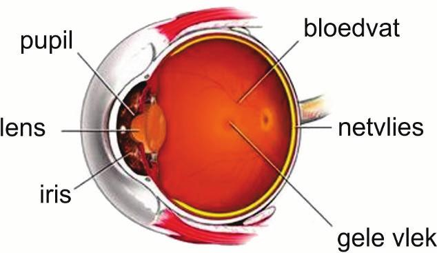 Het oog is een uitbreiding op het onderwerp Optica. Het oor is een uitbreiding op het onderwerp Golven. In dit onderwerp zul je onder andere moeten kunnen rekenen met logaritmen.