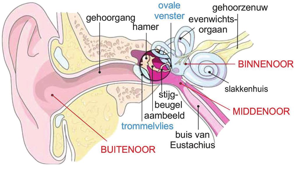 Het oor HAVO Bij biologie heb je de anatomie van het oor reeds bestudeerd. Nevenstaande afbeelding zou dus niets nieuws moeten zijn.