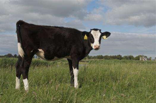 Vergelijking reguliere melkveehouderij met natte landbouw Landgebruik