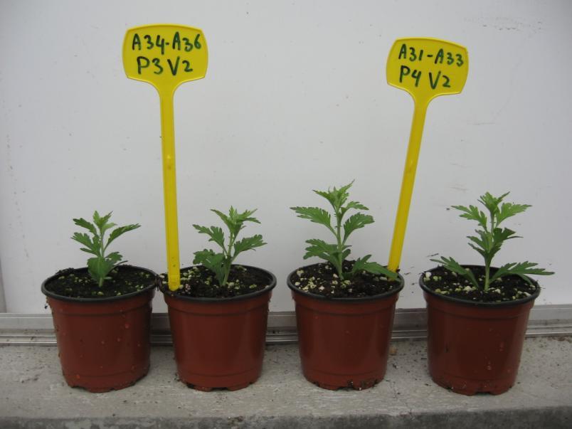 Figuur 17 Verschil lengte lage en hoge ph. De twee linker planten hebben een lage ph 5,0 en de twee rechter planten een hoge ph 6,5. Beide hebben voorraad P.
