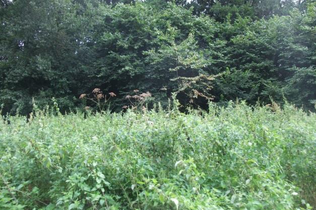 Figuur 8. Brandnetelruigte ter hoogte van de verontreinigde locatie LAND013. 3.2 Blad en strooisel De resultaten voor blad- en strooiselstalen worden getoond in tabel 2 en tabel 3.