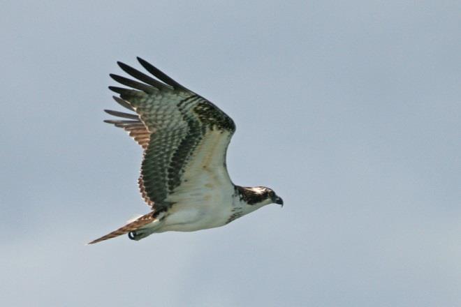 Roofvogeltrek was niet echt aan de orde of het zouden de 12 sperwers moeten zijn die we in de loop van de ochtend mochten noteren.