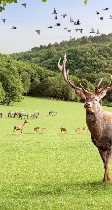 Het Park verwelkomt u in zijn uitgestrektheid Een Domein van 250 hectare van pure natuur Prachtige uitzichtpunten op de droge vallei Bladerdakbrug met uitzicht op de toppen van de bomen Grote nieuwe