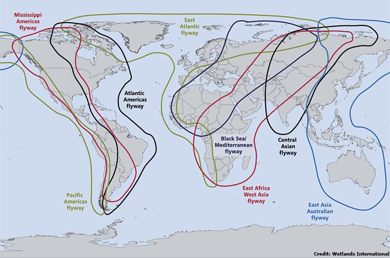 2015 April 2015 Q1 2016 Avian influenza global impact
