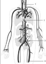Beste patiënt Binnenkort ondergaat u een ingreep ter behandeling van een abdominaal aorta aneurysma (AAA). In deze folder vindt u wat meer informatie als voorbereiding op deze behandeling.