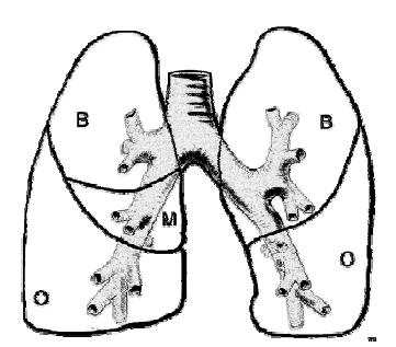 De rechterlong bestaat uit 3 longkwabben; de linkerlong uit 2 kwabben (zie tekening). Om de long heen zit het longvlies.