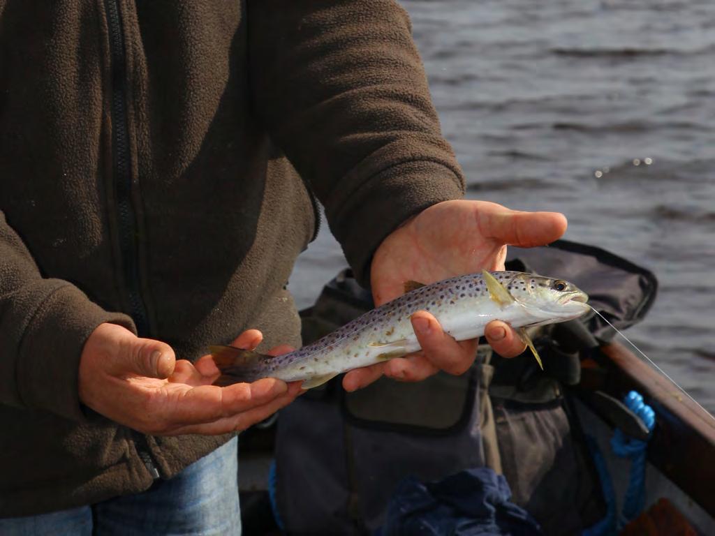 ...OM EVEN Een zeeforel gevangen op natuurlijk