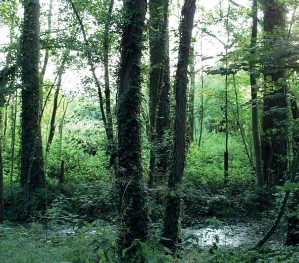 Bronbossen en beekbegeleidende bossen de bodem te nat voor landbouw en blijven bossen overeind.