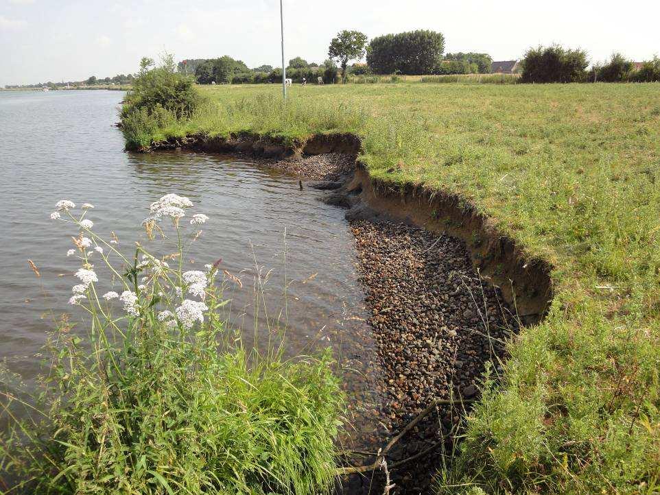 ex.). Opvallend is ook de spontane vestiging van Fraaie vrouwenmantel (5 ex.). In de stippenkaart zijn ook nieuwe vestigingen van Zwarte toorts en Muurpeper opgenomen.