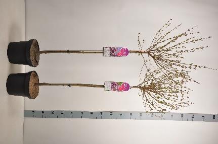 Mini-sering op stam C5 2-jarige kroon met knop/bloem: Week 16-18 stam 50 cm omschrijving maat hoogte pot belading opmerking Syringa meyeri Palibin kleinbladig, compact, lichtroze-paarse bloem 2-jr