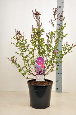 Mini-sering C10 Syringa 'Josée' rijkbloeiend lila roze, sterke nabloei in augustus 6 tak + 70-90 C10 2x10=20 Syringa meyeri Palibin kleinbladig, compact, lichtroze-paarse bloem 12 tak + 40-60 C10