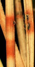 4/5. Dothistroma septosporum/pini (rodebandjesziekte) Pinus spp. (vooral P.