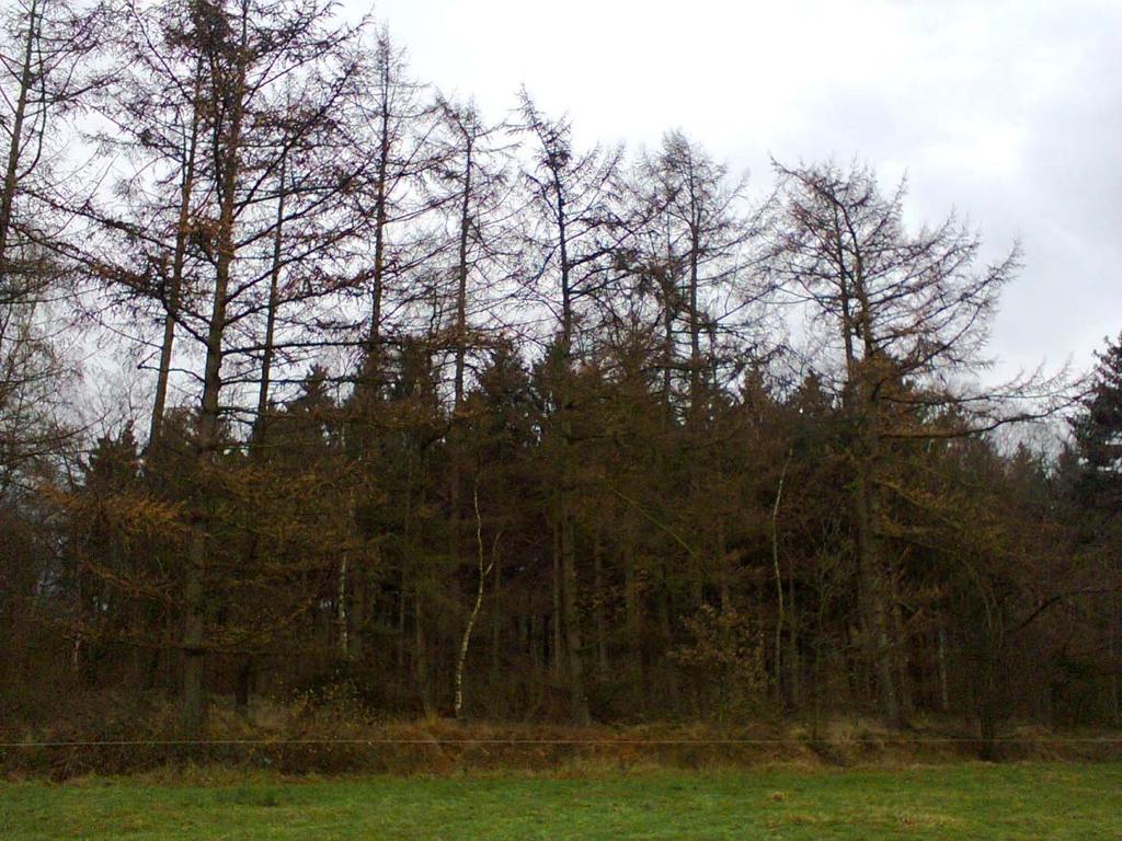 Veldonderzoek Afbeelding 2.1 Steilrandje in de bosrand in het oostelijke deelgebied (foto: Grontmij).