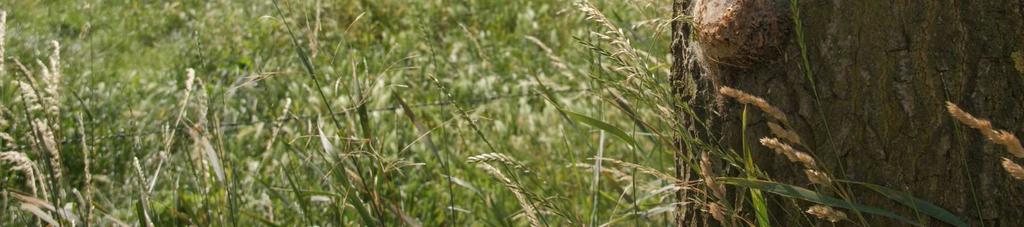 Als dit fenomeen op de behandelde locaties heeft plaatsgevonden is mogelijk een deel slechts éénmaal of zelfs niet behandeld omdat de larven ten tijde van behandeling nog niet uit het eitje waren