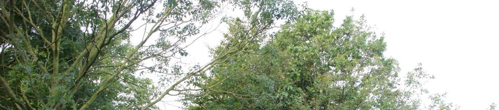 Opvallend is dat langs de snelweg A58 ook bomen zijn behandeld met nematoden op zwaar aangetaste bomen.
