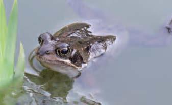 Fauna in tuinen