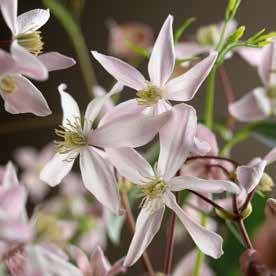 5, 99 Clematis Nelly oser b f /