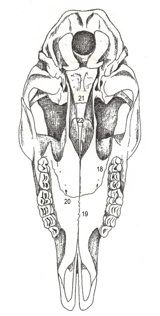5 Fig.3: Dorsaal aanzicht van de schedel van een Fig.4: Ventraal aanzicht van de schedel van een reegeit. reegeit.de volgende schedelnaden zijn aangeduid: De volgende schedelnaden zijn aangeduid: 18.